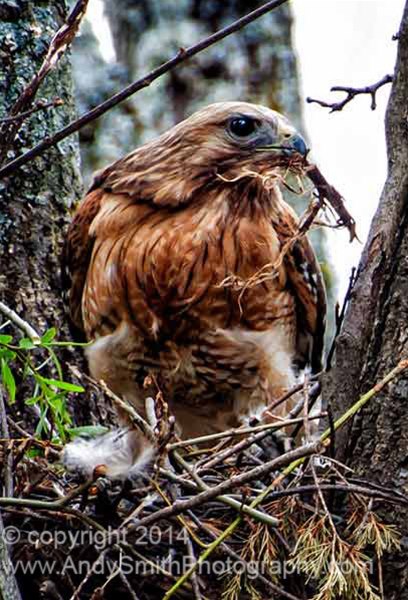 Broad-winged Hawk Building nest